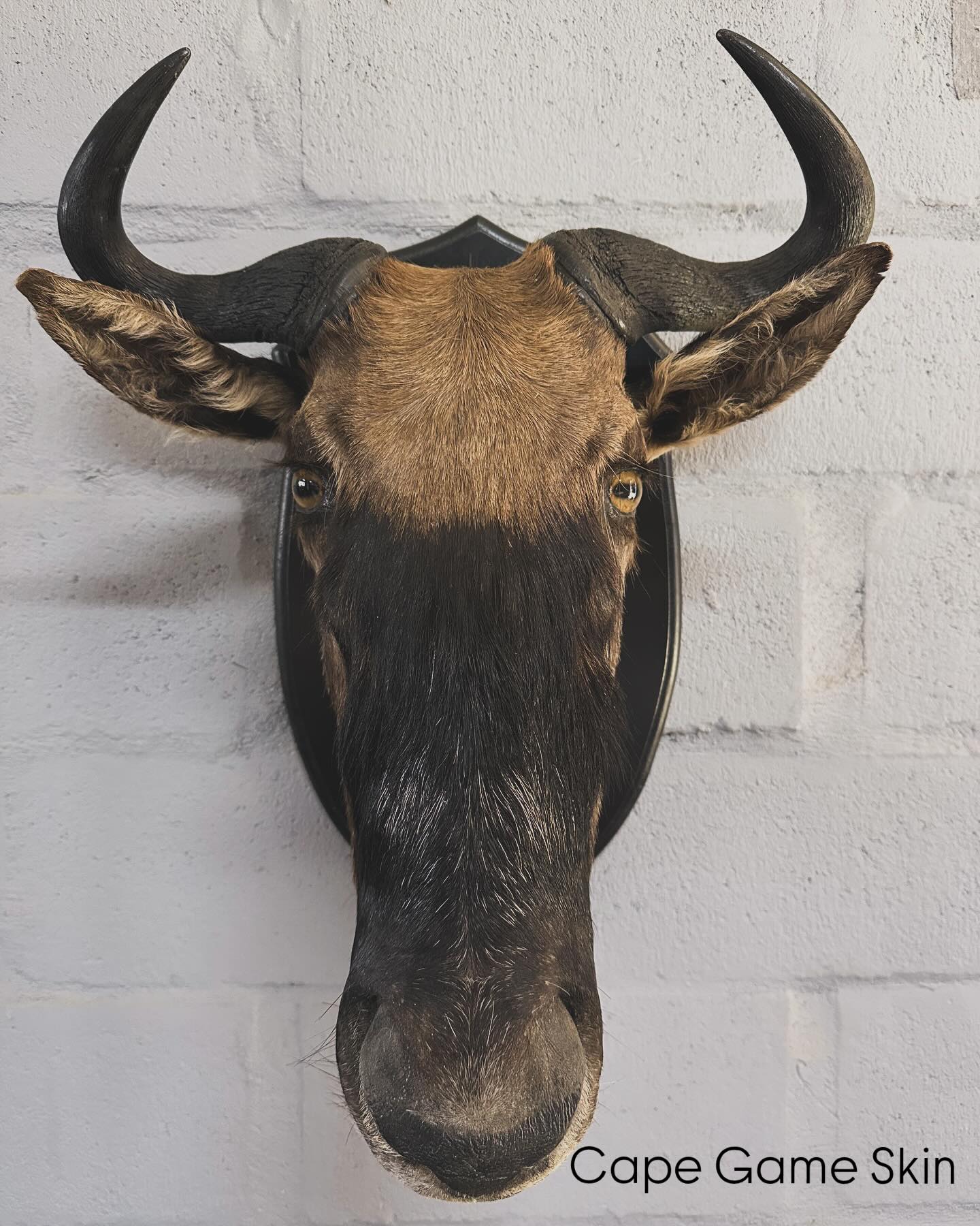 481993315_17936277650993868_5351081397276877542_n